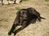 /album/i-miei-animali/giada-bis-jpg/